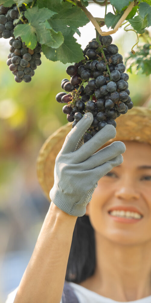 collir-amb-consciencia-verema-sostenible