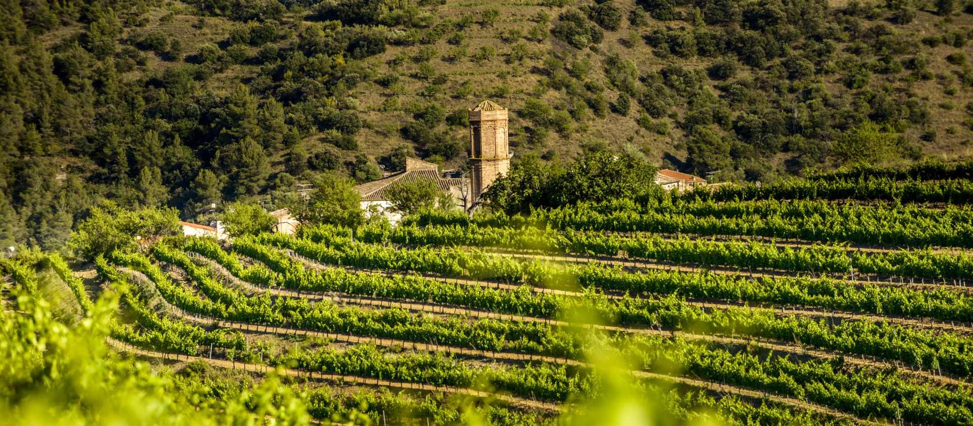 Celler Terra Nua – Marta Vidal (Priorat)