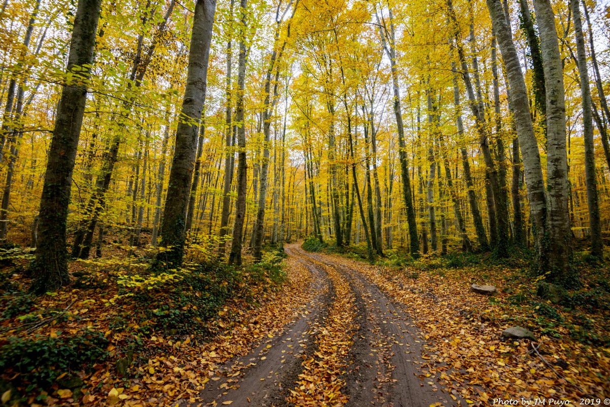 La-fageda-viva