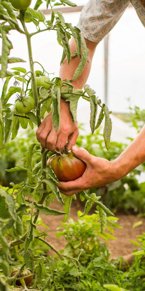 cooperatives agràries de dones